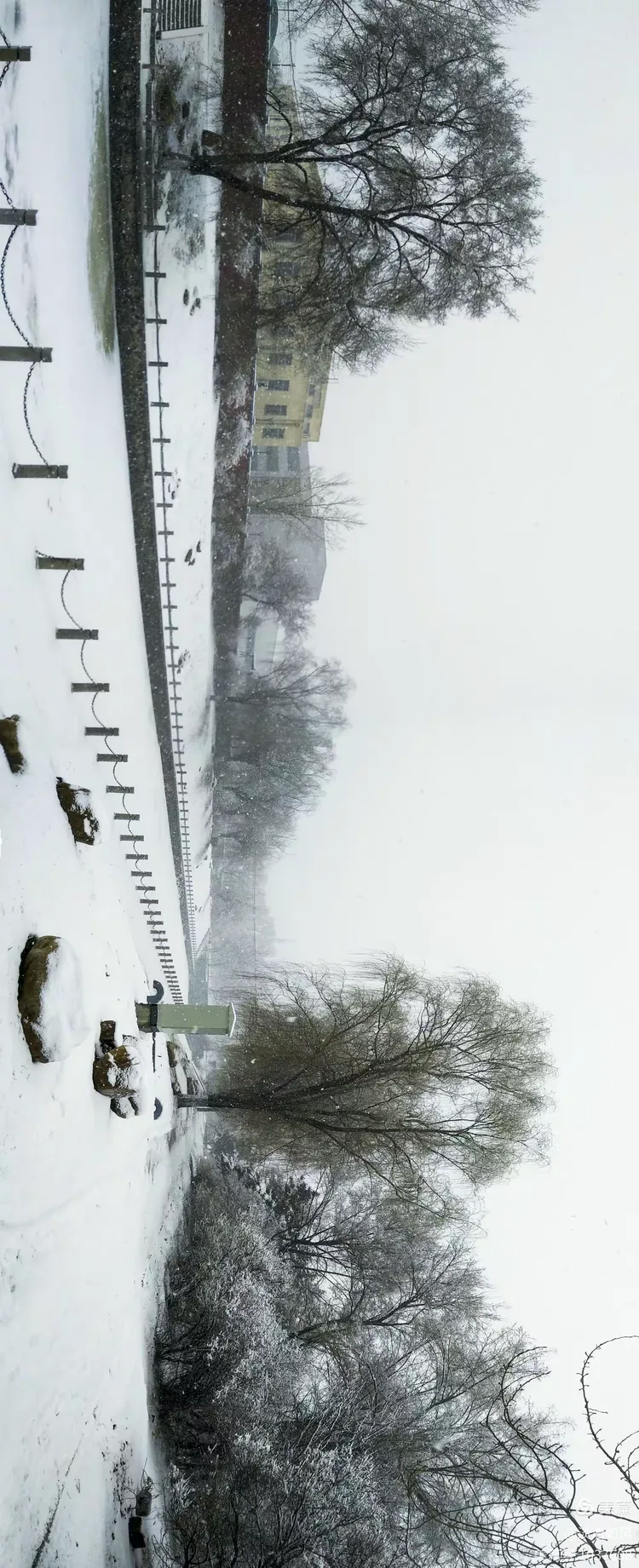 《雪染的风采》